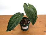 Anthurium Papillilaminum