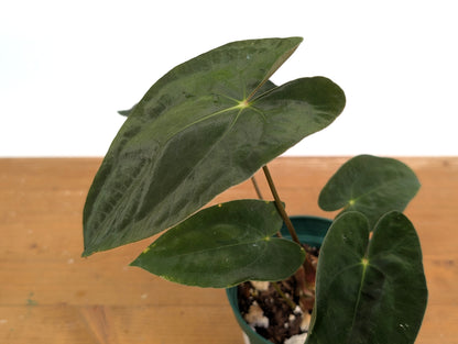 Anthurium Papillilaminum