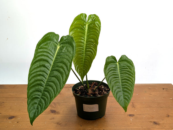 Anthurium Veitchii 'King'