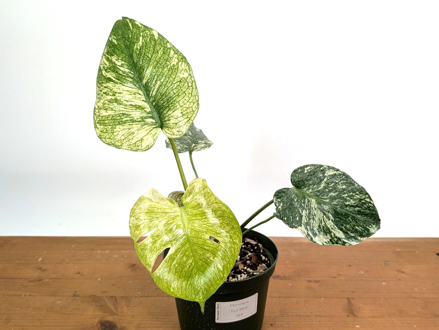 Monstera Full Mint - EXACT PLANT 