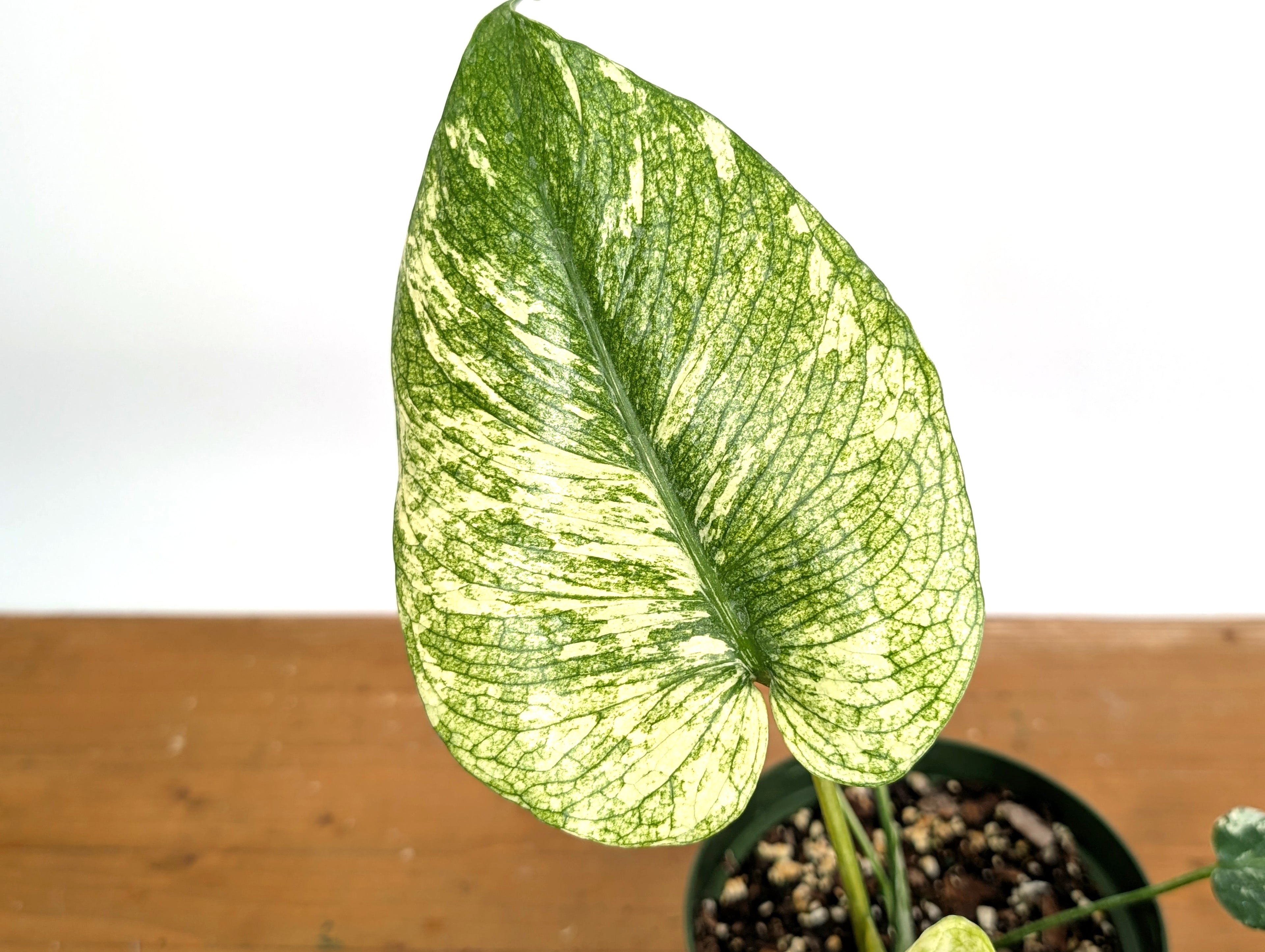 Monstera Full Mint - EXACT PLANT 