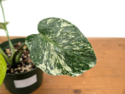 Monstera Full Mint - EXACT PLANT 