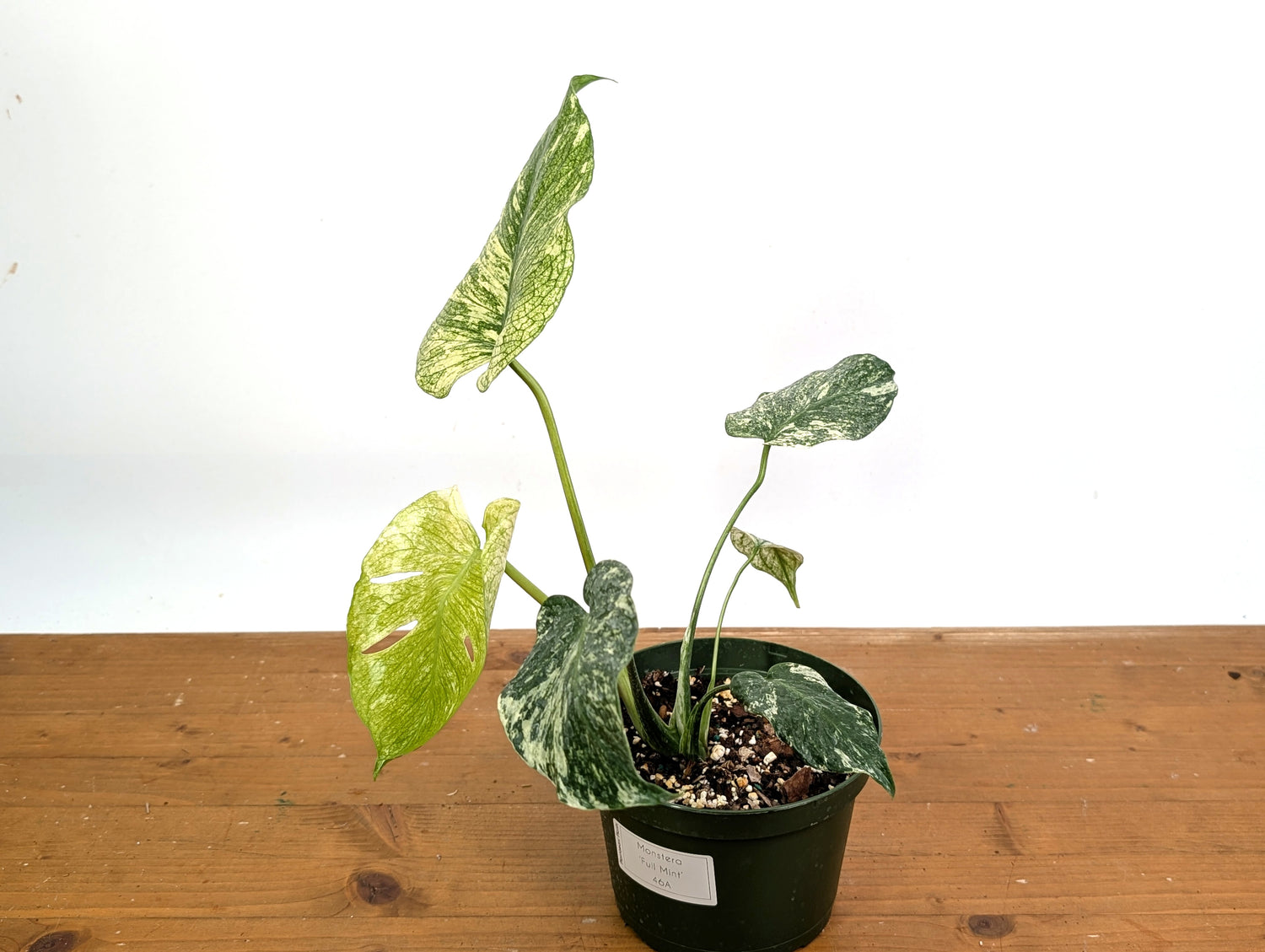 Monstera Full Mint - EXACT PLANT 