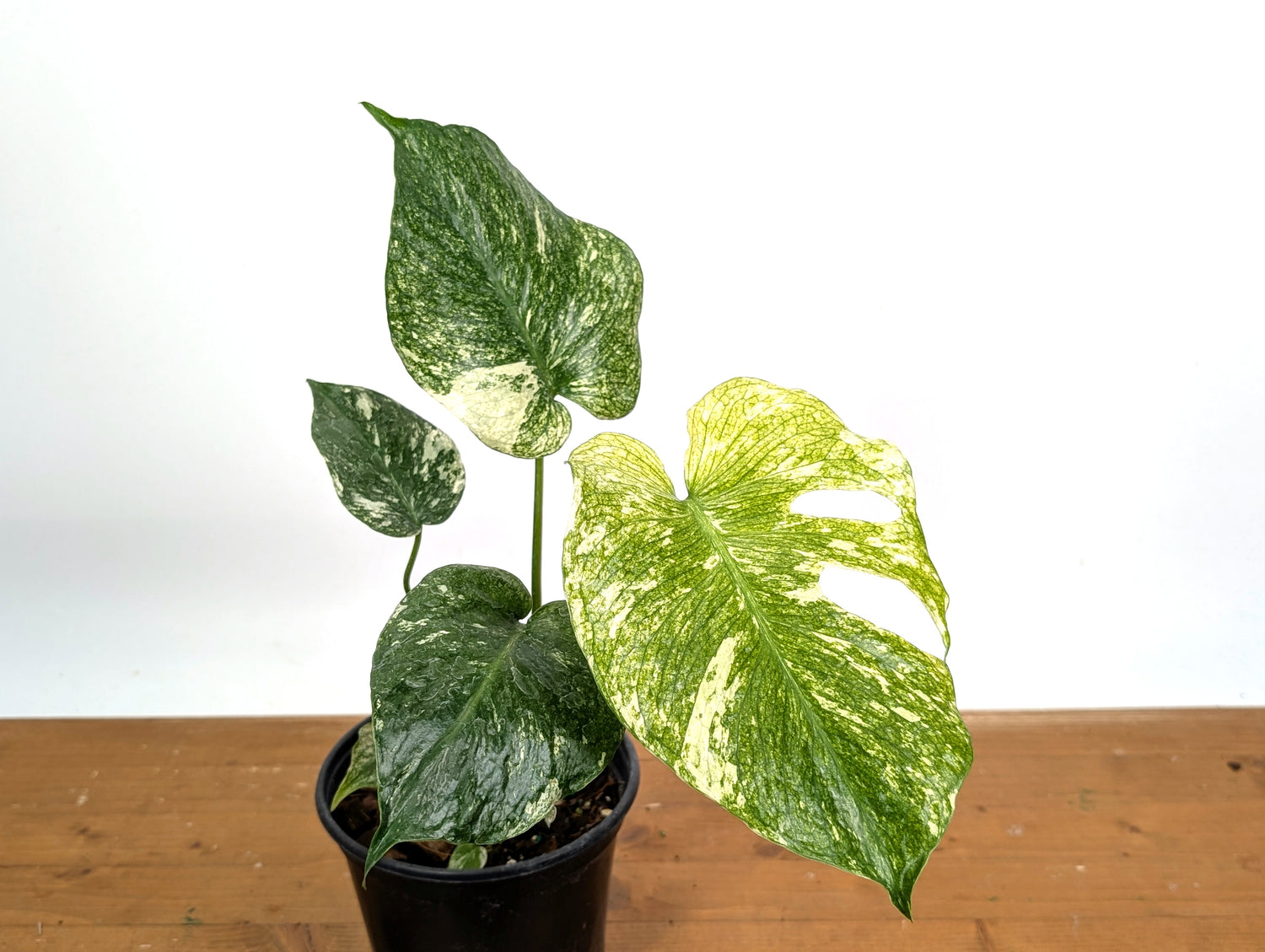 Monstera Full Mint - EXACT PLANT 