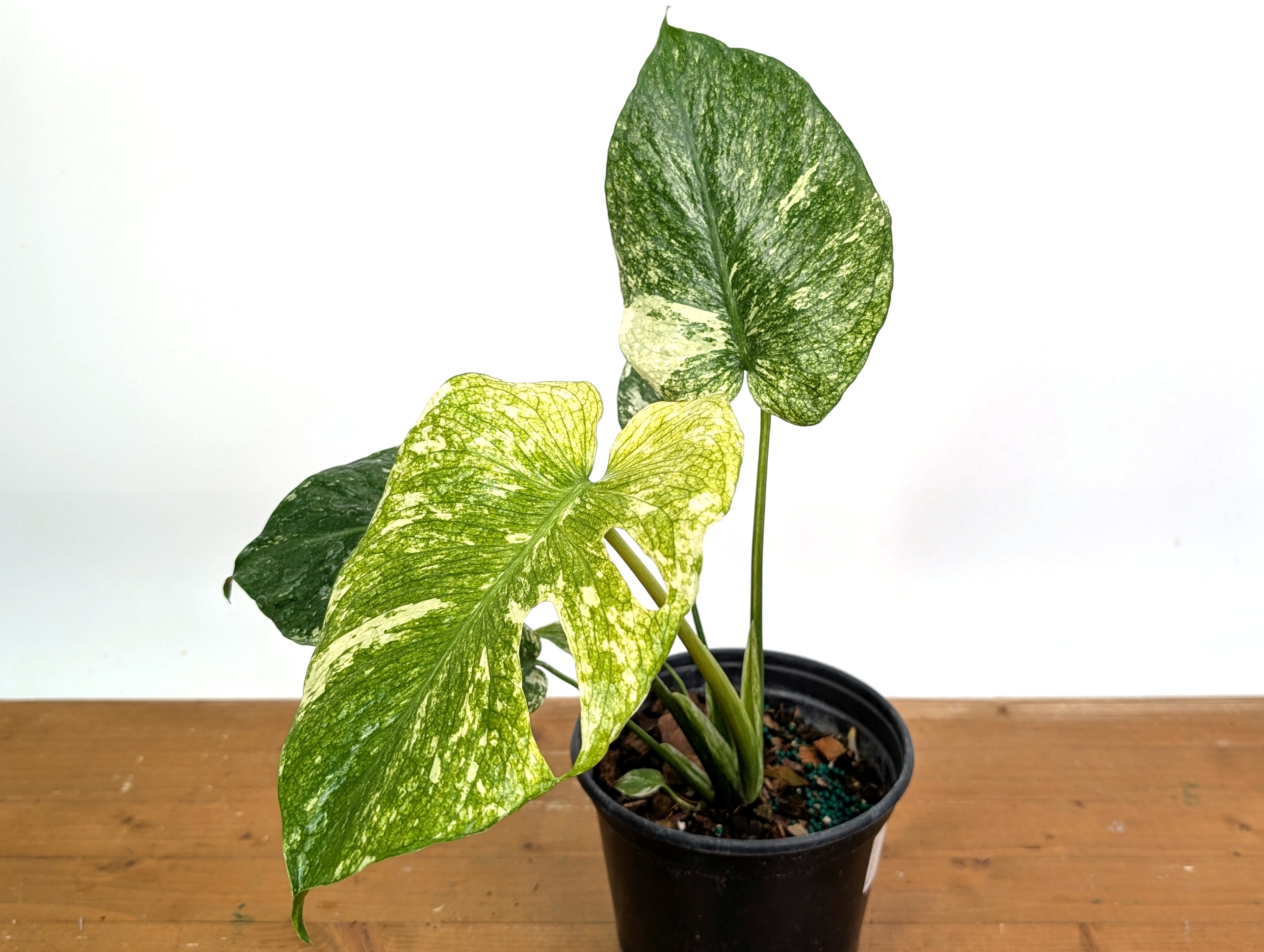 Monstera Full Mint - EXACT PLANT 