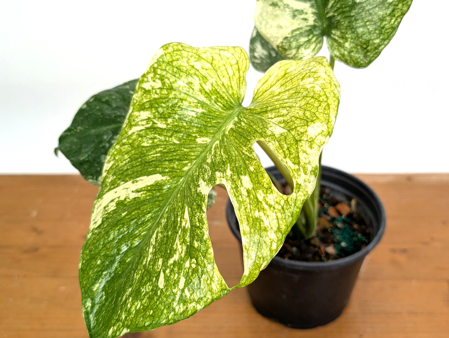 Monstera Full Mint - EXACT PLANT 