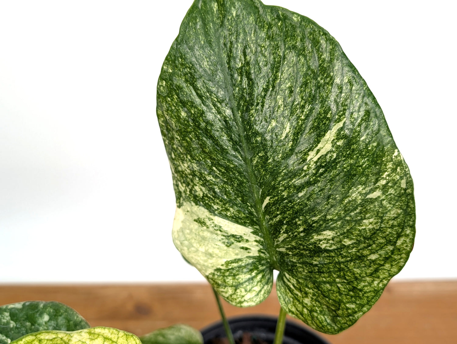 Monstera Full Mint - EXACT PLANT 