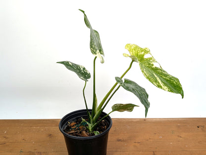 Monstera Full Mint - EXACT PLANT 