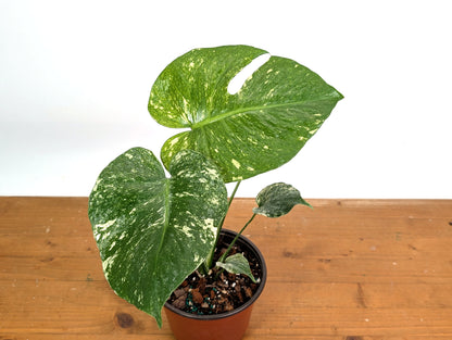 Monstera Full Mint - EXACT PLANT 
