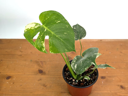 Monstera Full Mint - EXACT PLANT 