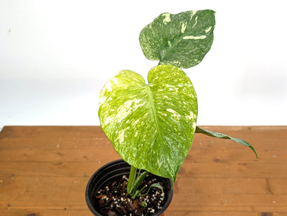 Monstera Full Mint - EXACT PLANT 