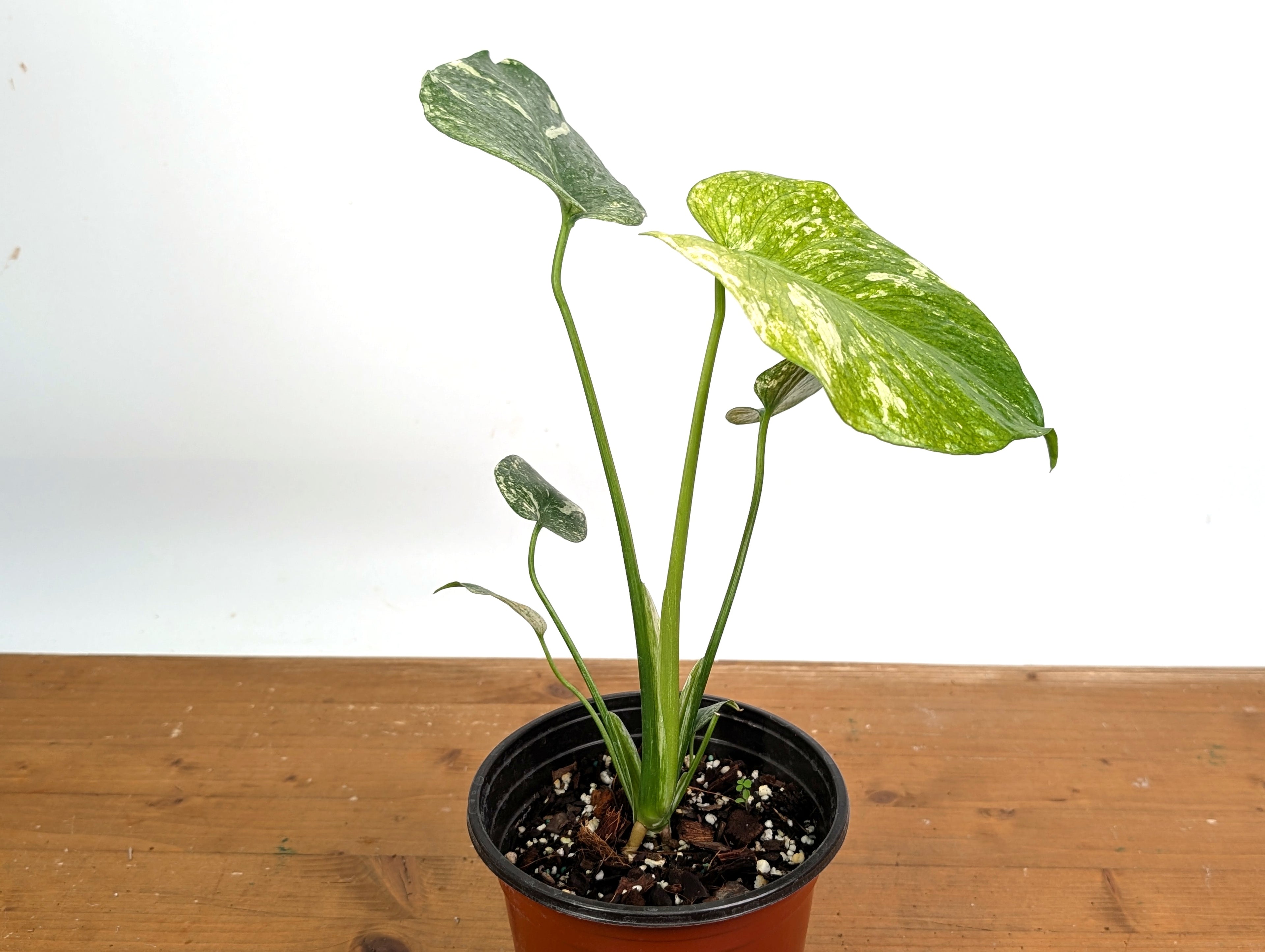 Monstera Full Mint - EXACT PLANT 