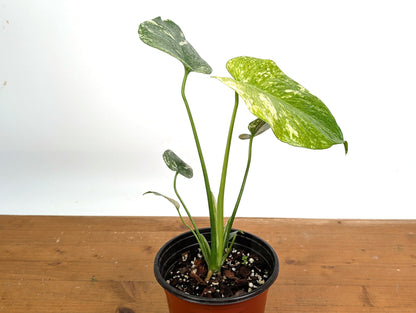 Monstera Full Mint - EXACT PLANT 