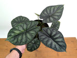 Alocasia Dragon Scale