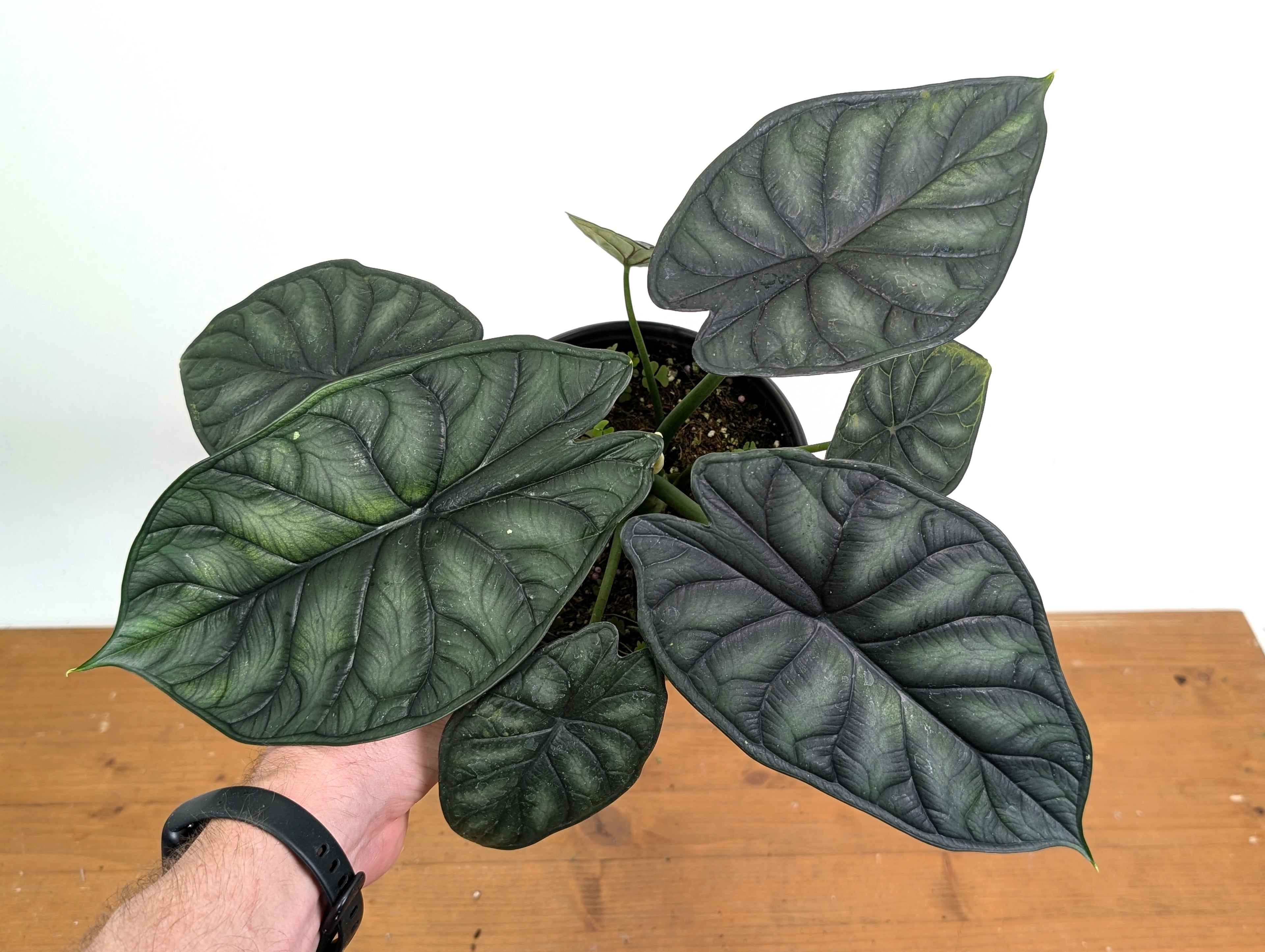Alocasia Dragon Scale