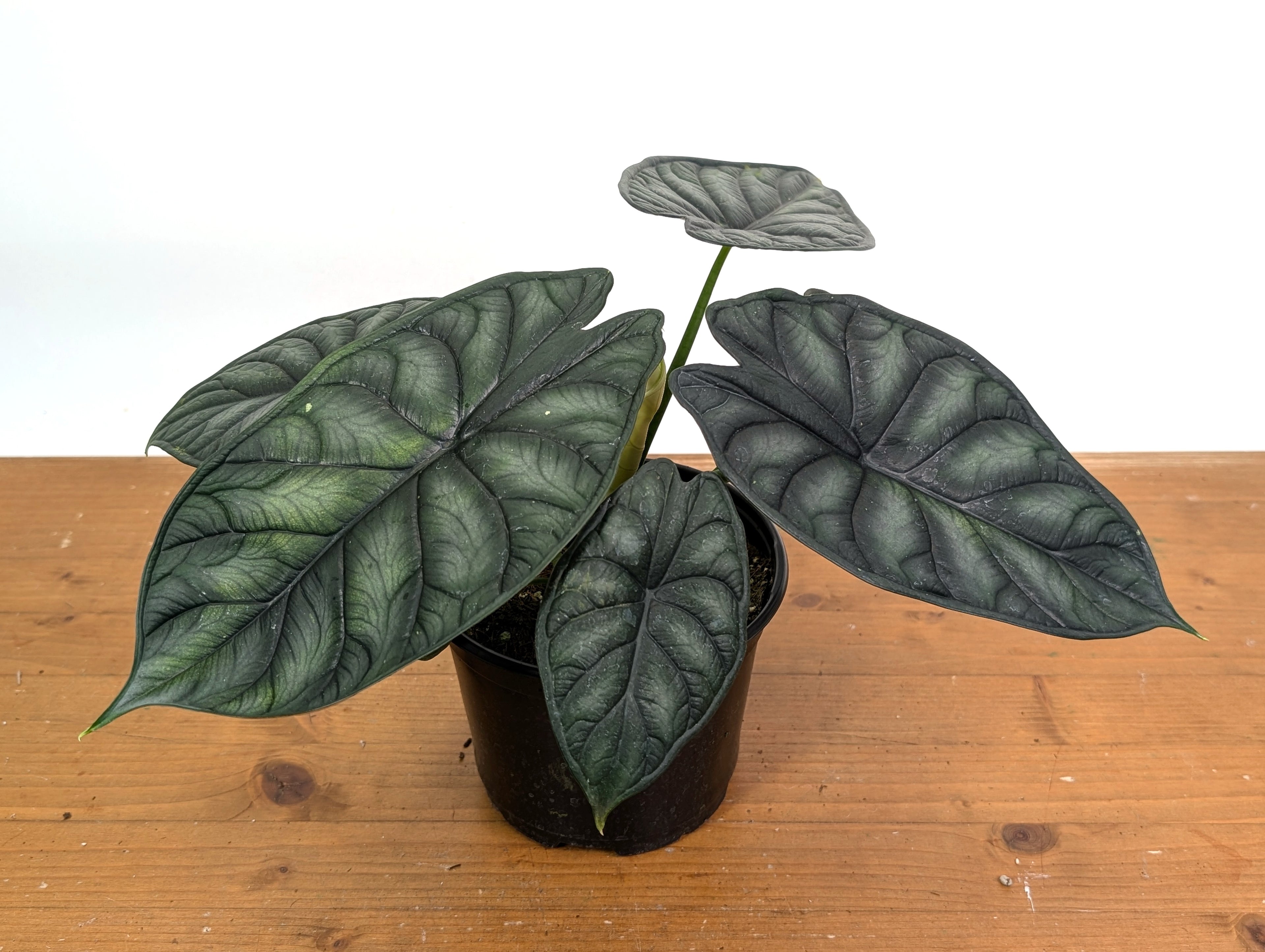 Alocasia Dragon Scale