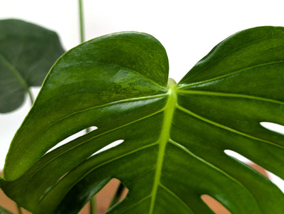 EXACT Monstera Aurea 