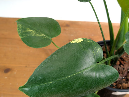 EXACT Monstera Aurea 