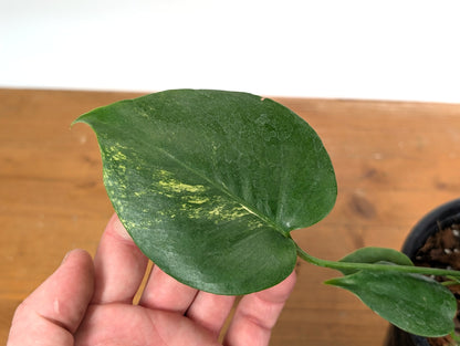 EXACT Monstera Aurea 