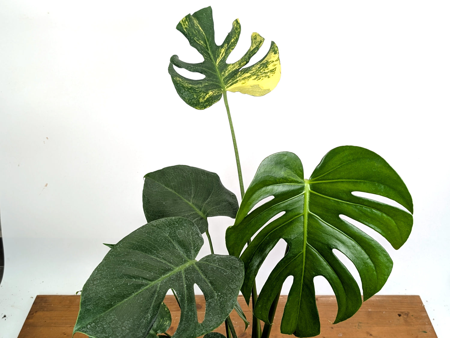 EXACT Monstera Aurea 