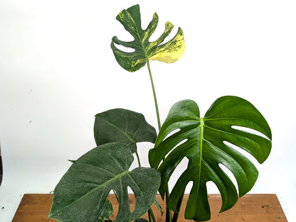 EXACT Monstera Aurea 