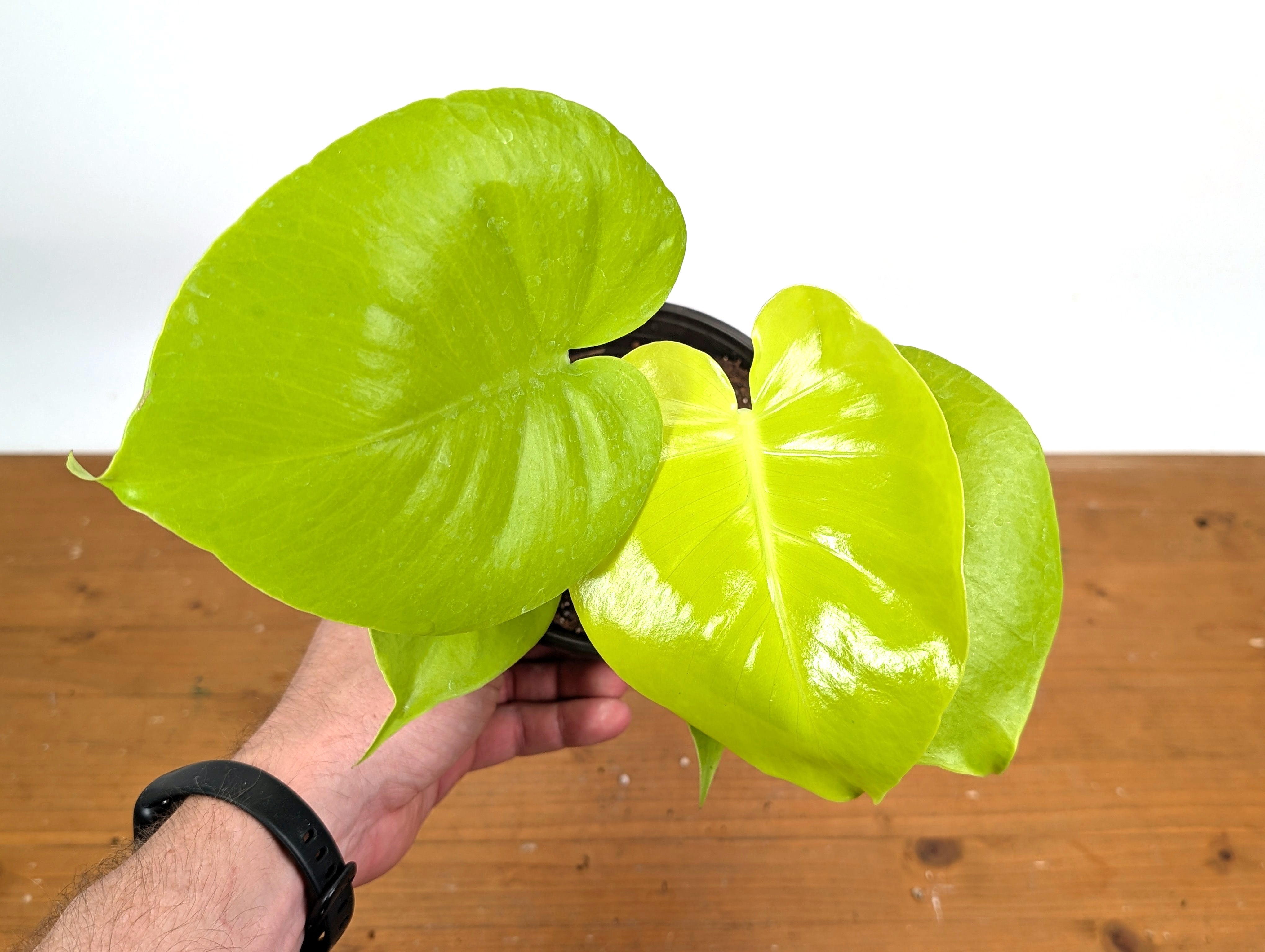 Monstera Lemon Lime - 4 inch and 6 inch pots - Live Rare Tropical