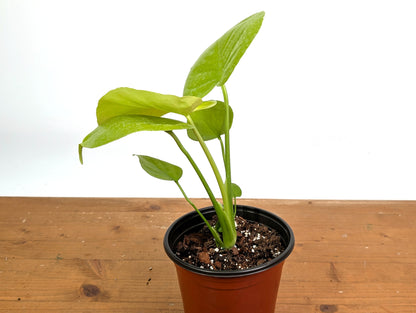 Monstera Lemon Lime