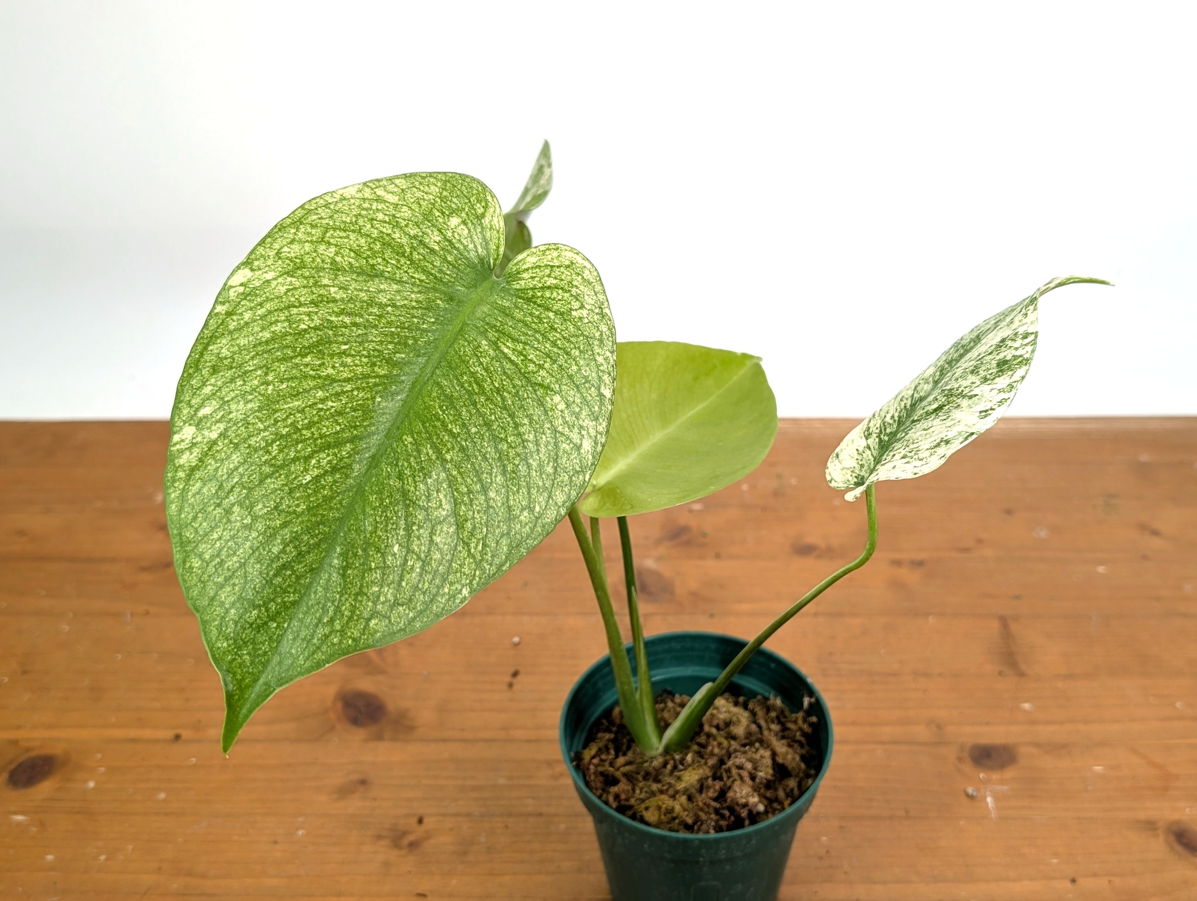Monstera White Monster | 4 Inch Pots – Plantamani Plants