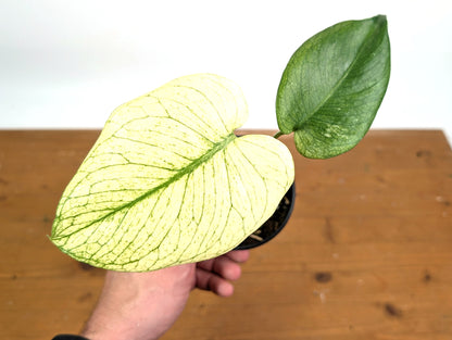 Monstera White Monster