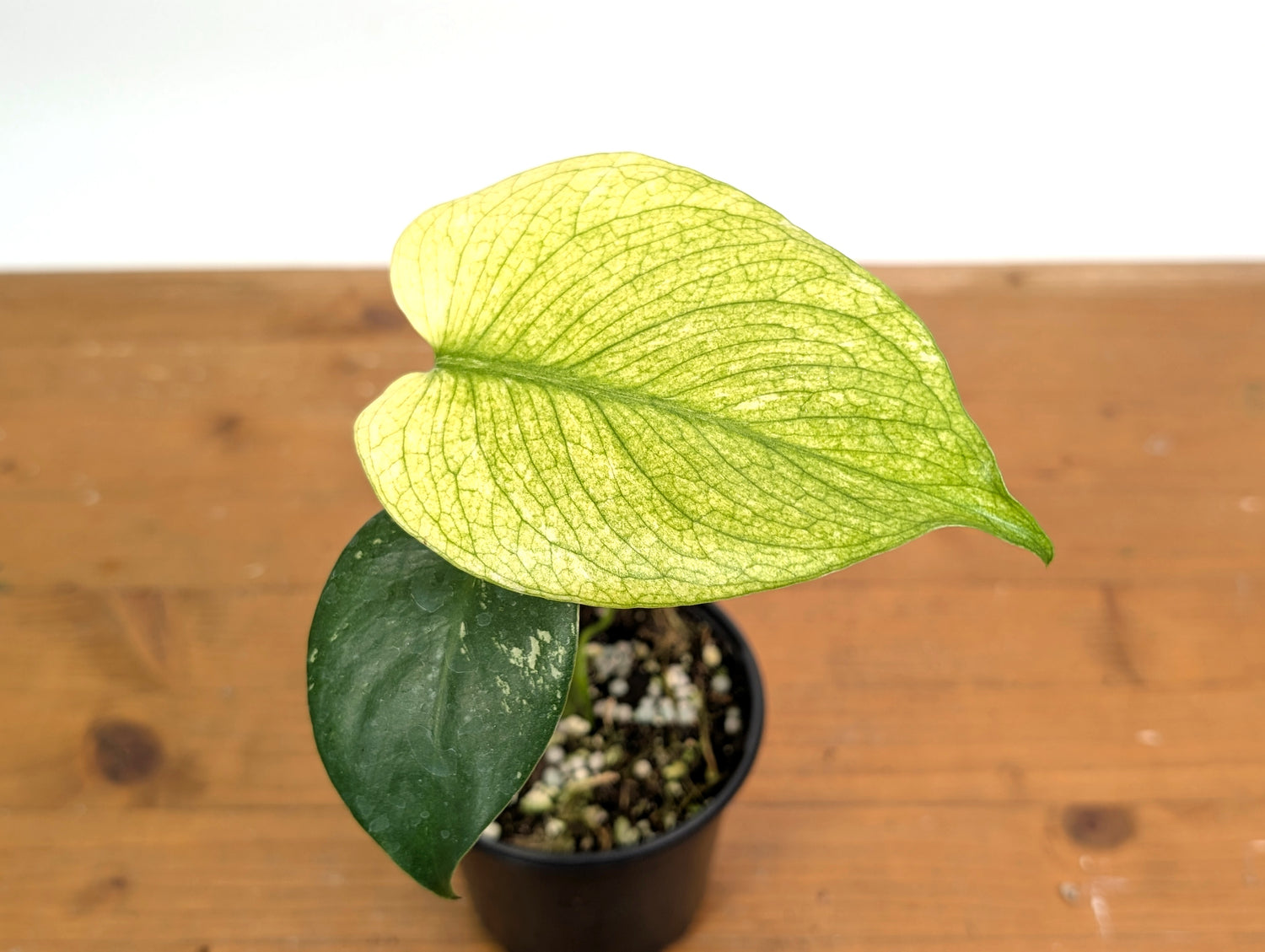 Monstera White Monster