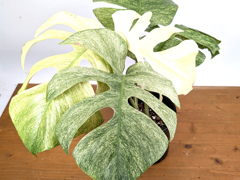Monstera Mint Variegated (Exact Plant #37A)