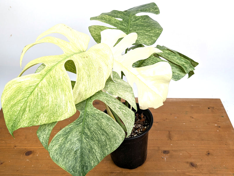 Monstera Mint Variegated (Exact Plant #37A)