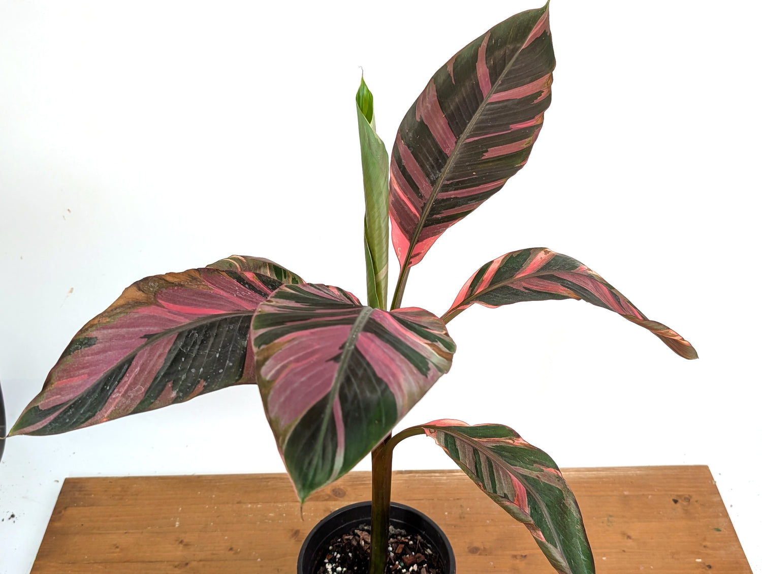 Musa Nono Pink Variegated Banana Tree