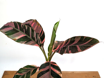 Musa Nono Pink Variegated Banana Tree
