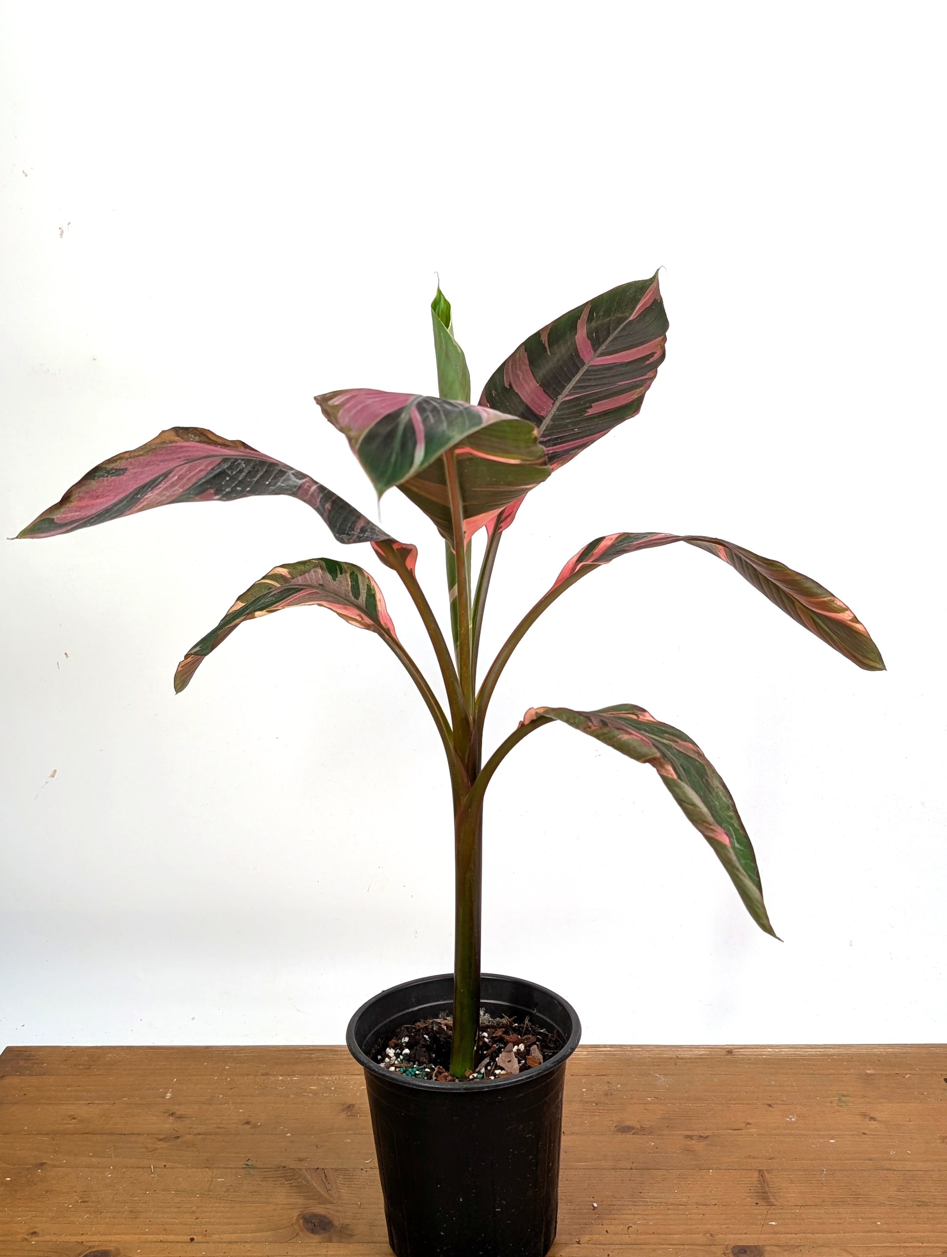 Musa Nono Pink Variegated Banana Tree