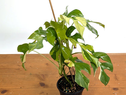 Rhaphidophora Tetrasperma Variegated - Exact Plant 