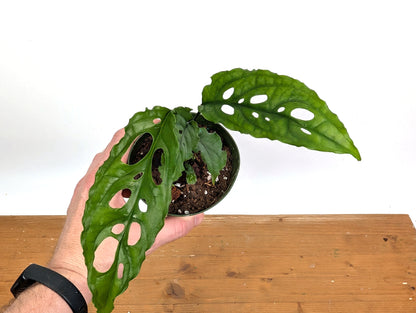 Monstera Obliqua Peru