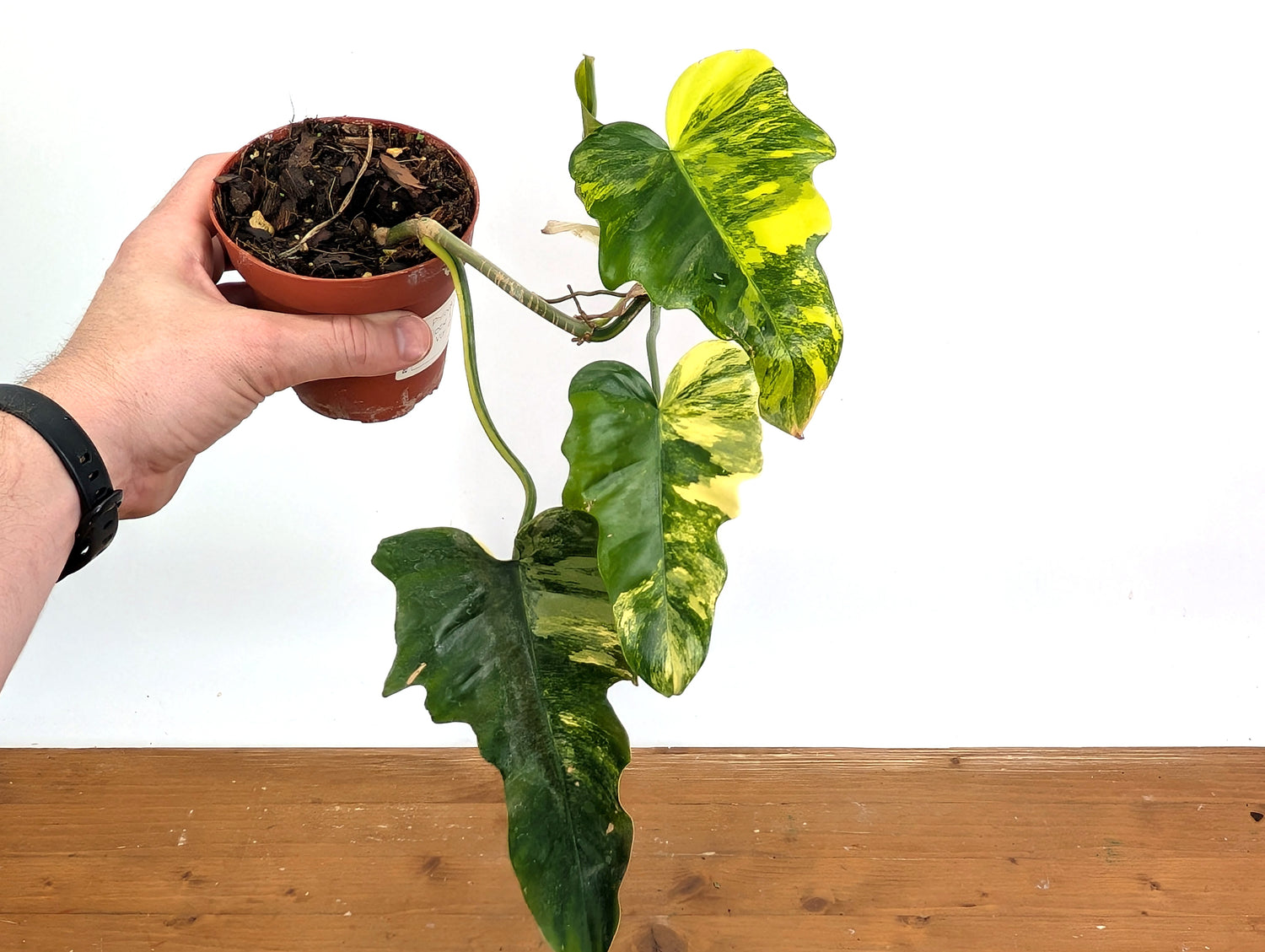 Philodendron Florida Beauty x Mayoi Variegated - Exact Plant Pictured 39A