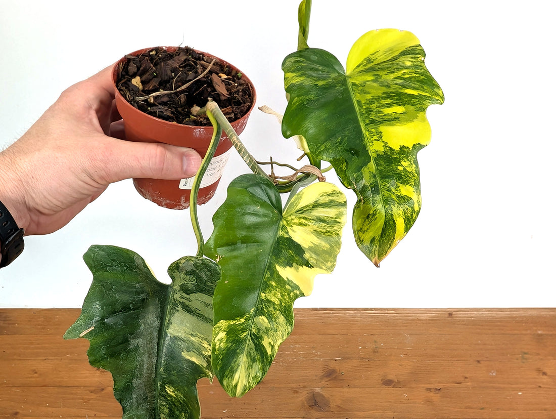 Philodendron Florida Beauty x Mayoi Variegated - Exact Plant Pictured 39A