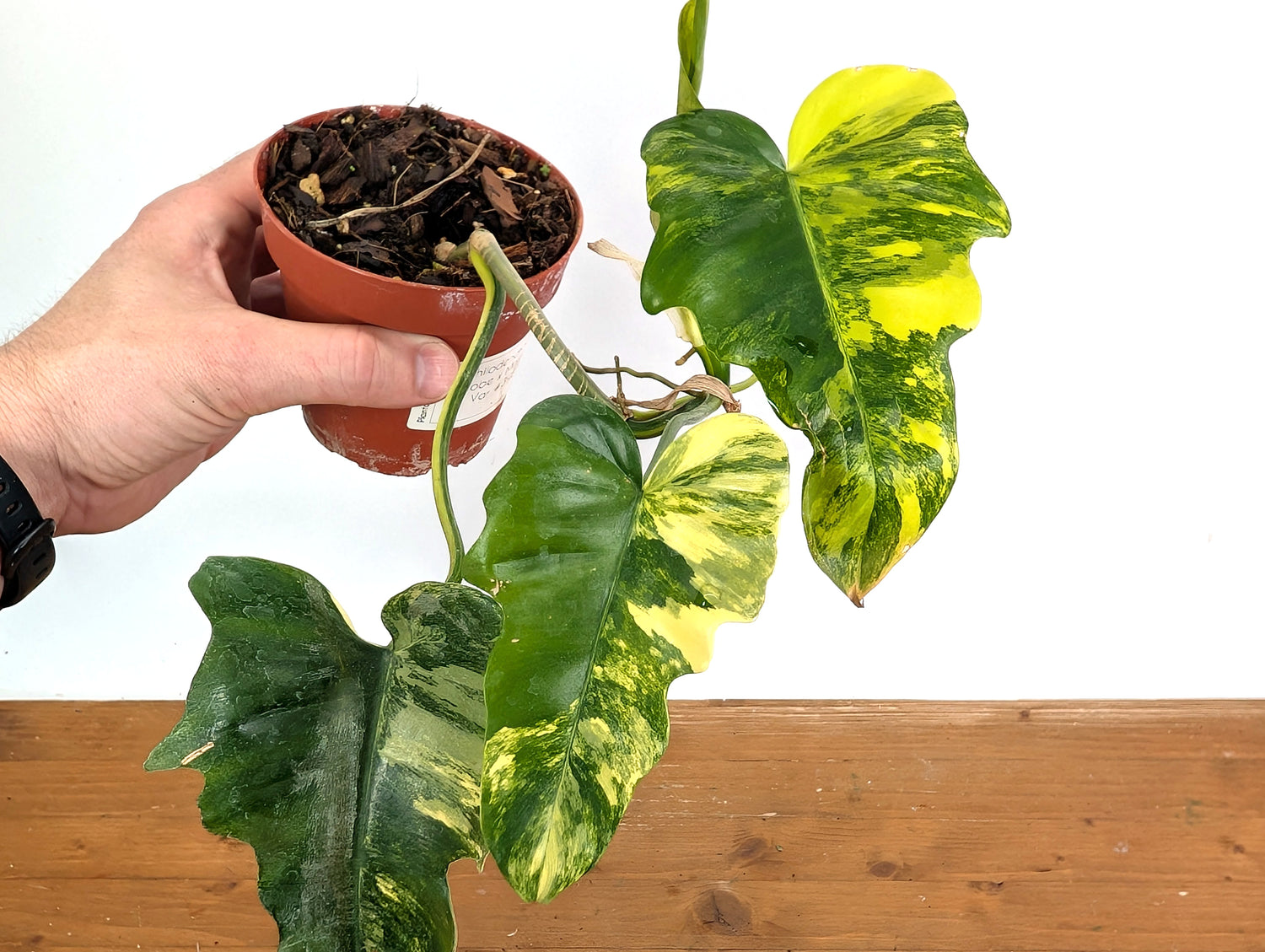 Philodendron Florida Beauty x Mayoi Variegated - Exact Plant Pictured 39A