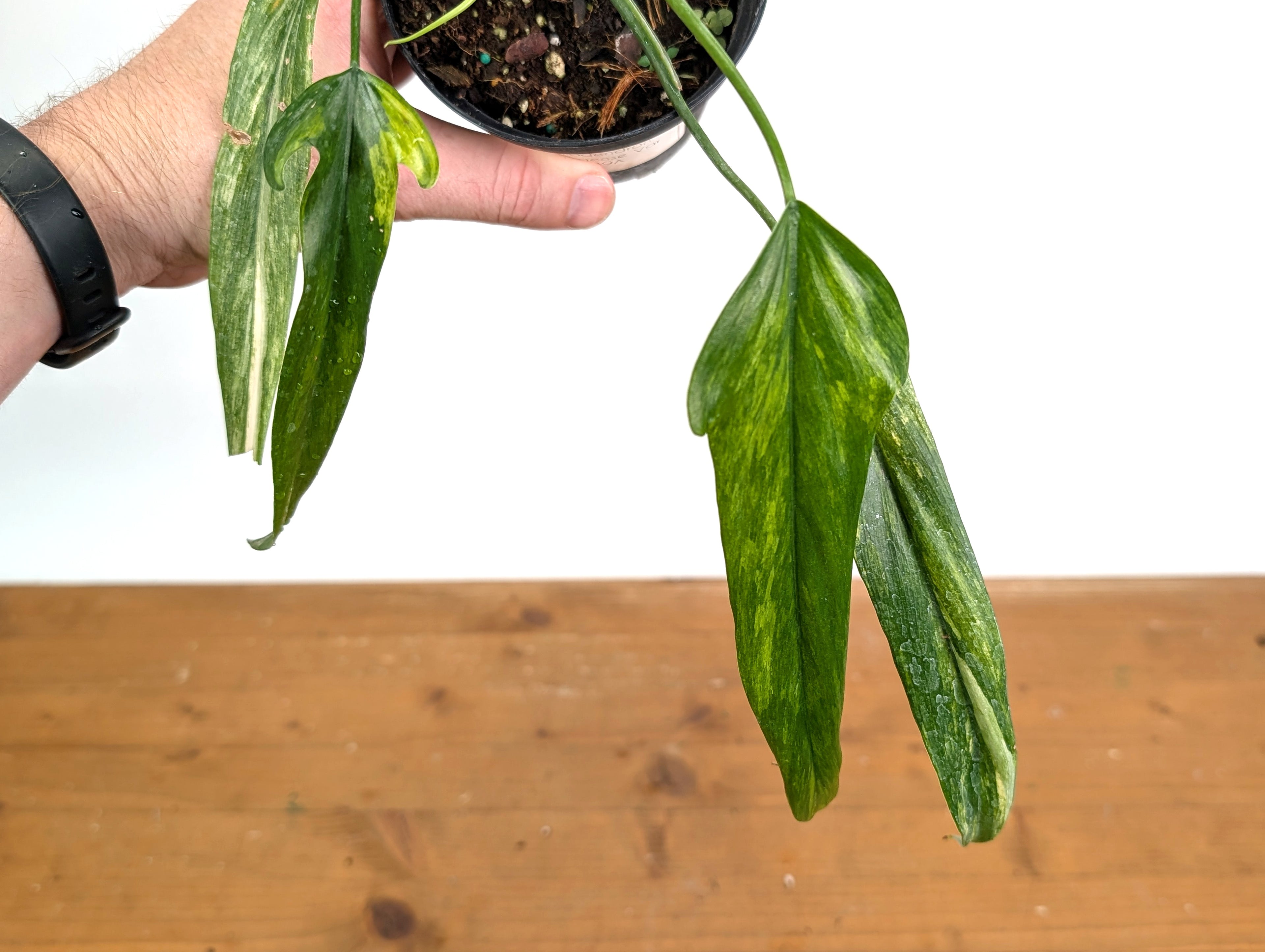 Philodendron Paloraense Variegated - Exact Plant Pictured 39A