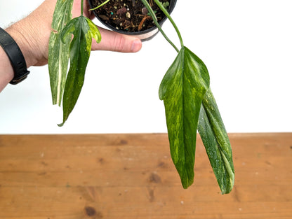 Philodendron Paloraense Variegated - Exact Plant Pictured 39A