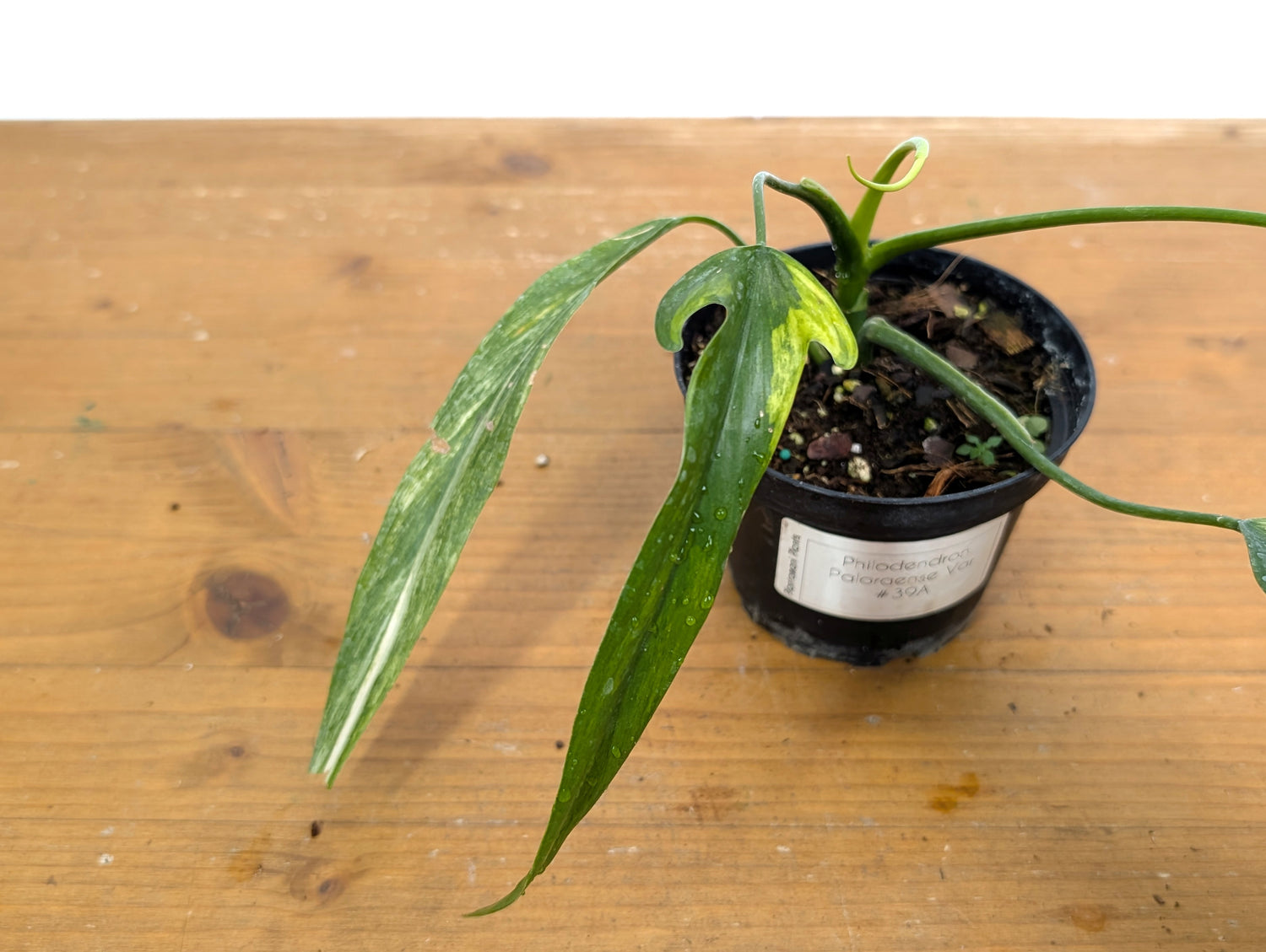 Philodendron Paloraense Variegated - Exact Plant Pictured 39A