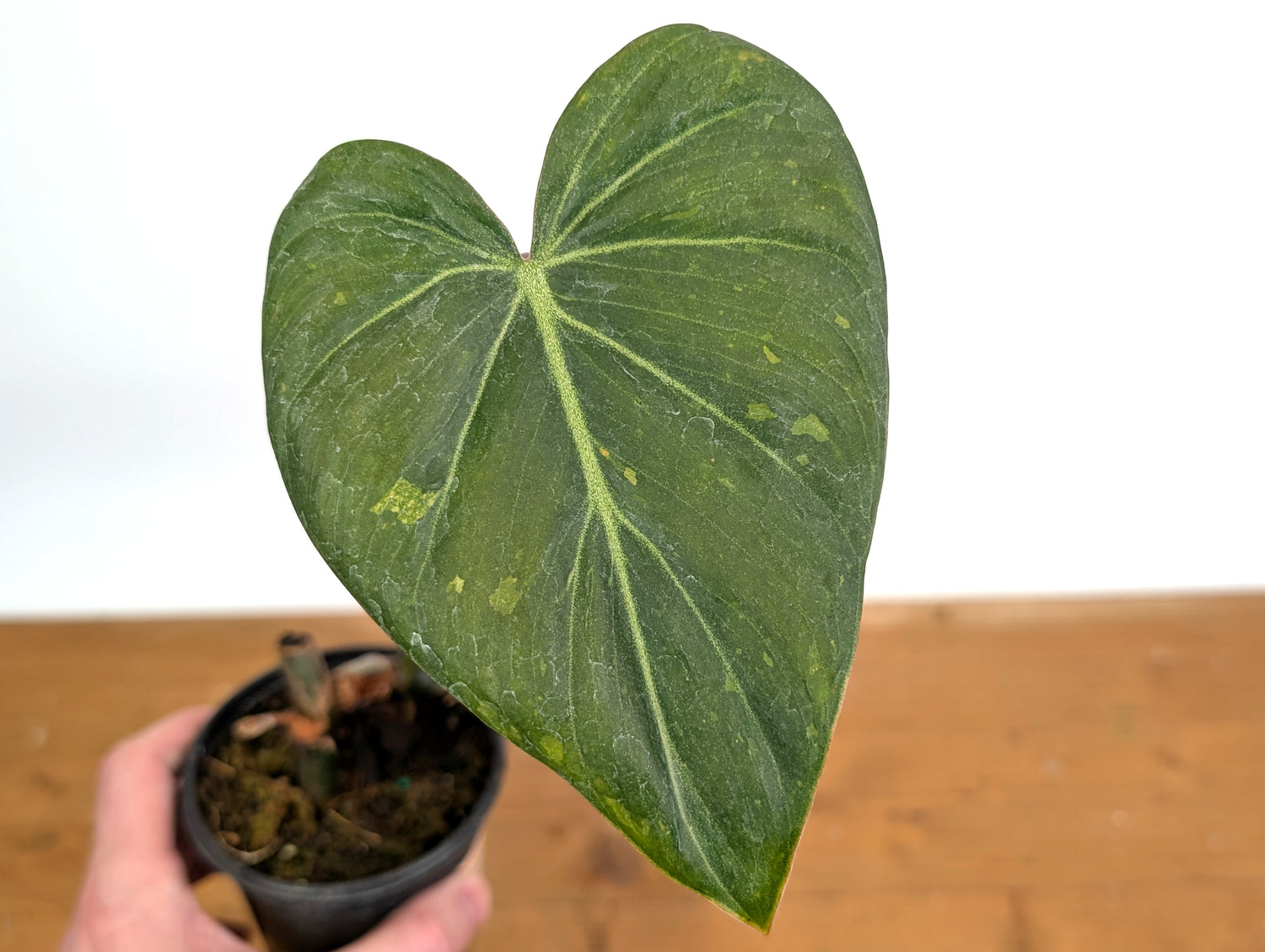 Variegated Philodendron Gloriosum x Maximum EXACT  4 Inch Pot - 