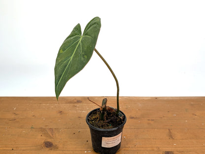 Variegated Philodendron Gloriosum x Maximum EXACT  4 Inch Pot - 