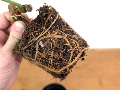 Variegated Philodendron Gloriosum x Maximum EXACT  4 Inch Pot - 