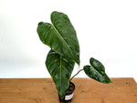 Variegated Philodendron Gloriosum x Maximum EXACT #46A