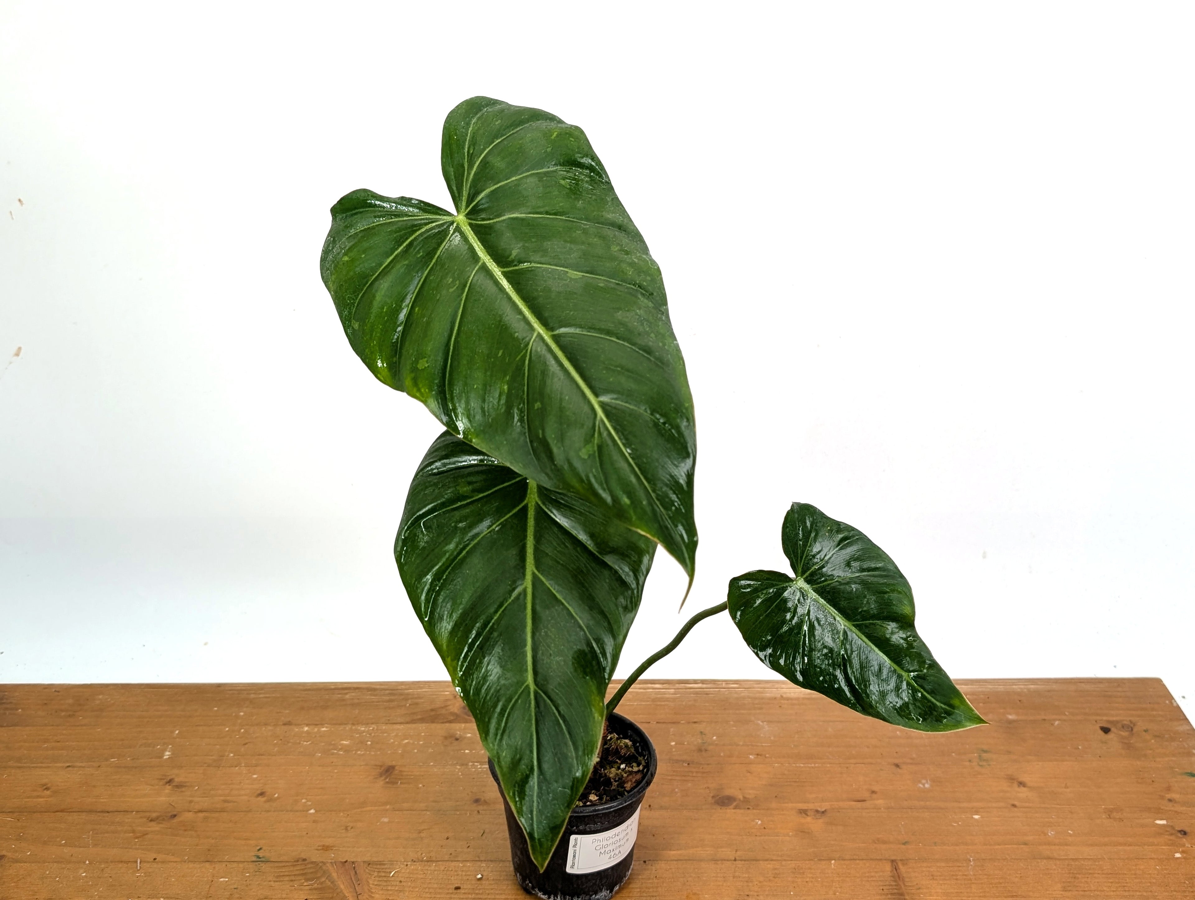 Variegated Philodendron Gloriosum x Maximum EXACT 