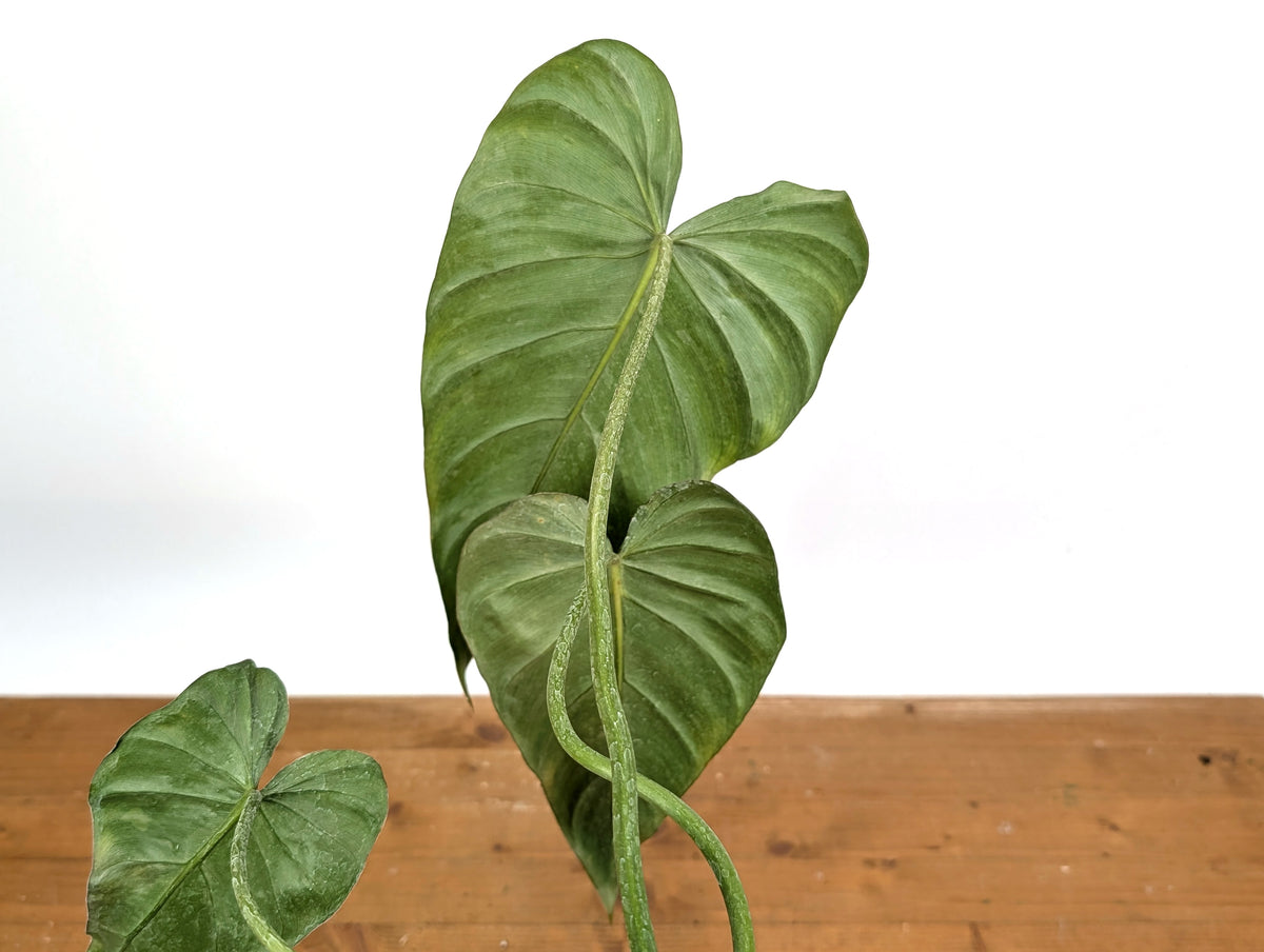 Variegated Philodendron Gloriosum x Maximum EXACT #46A