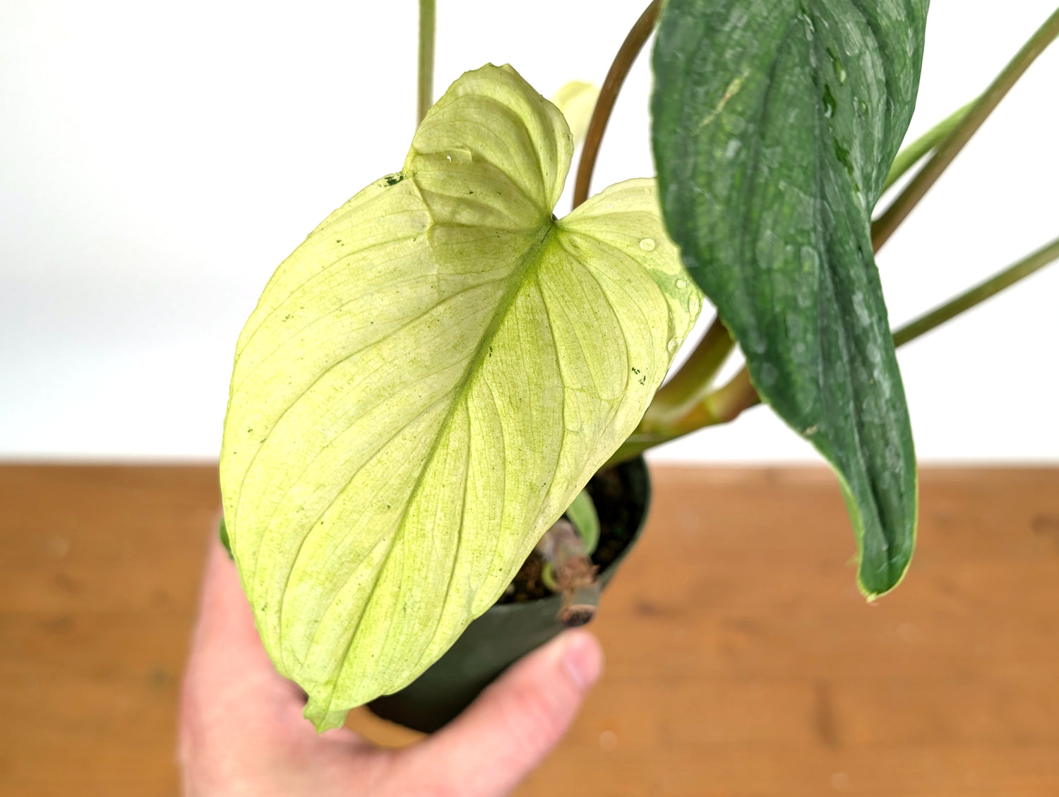 Ghost Mint Variegated Philodendron Mamei EXACT plant in 4 inch pot